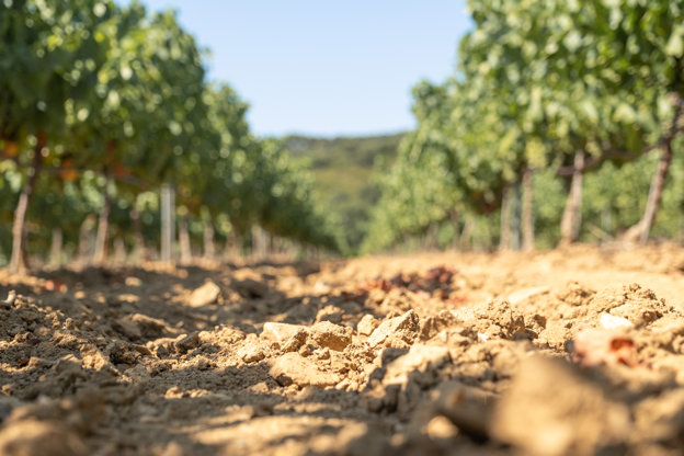 Domaine de Tamary, Vins rosés en Côtes de Provence à La Londe les Maures
